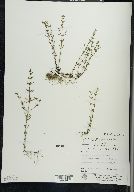 Clinopodium arkansanum image