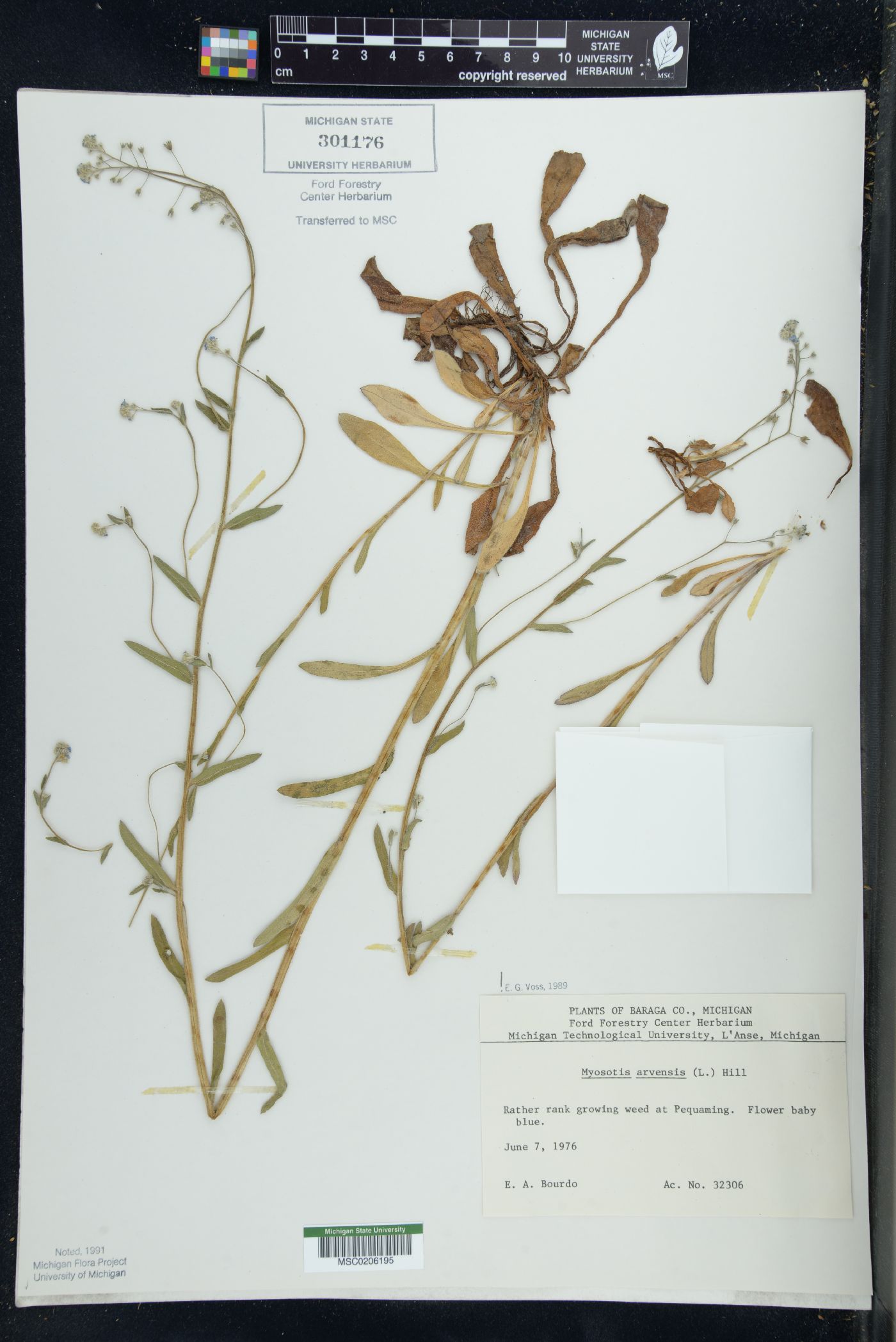 Myosotis arvensis image