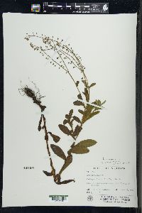 Myosotis scorpioides image