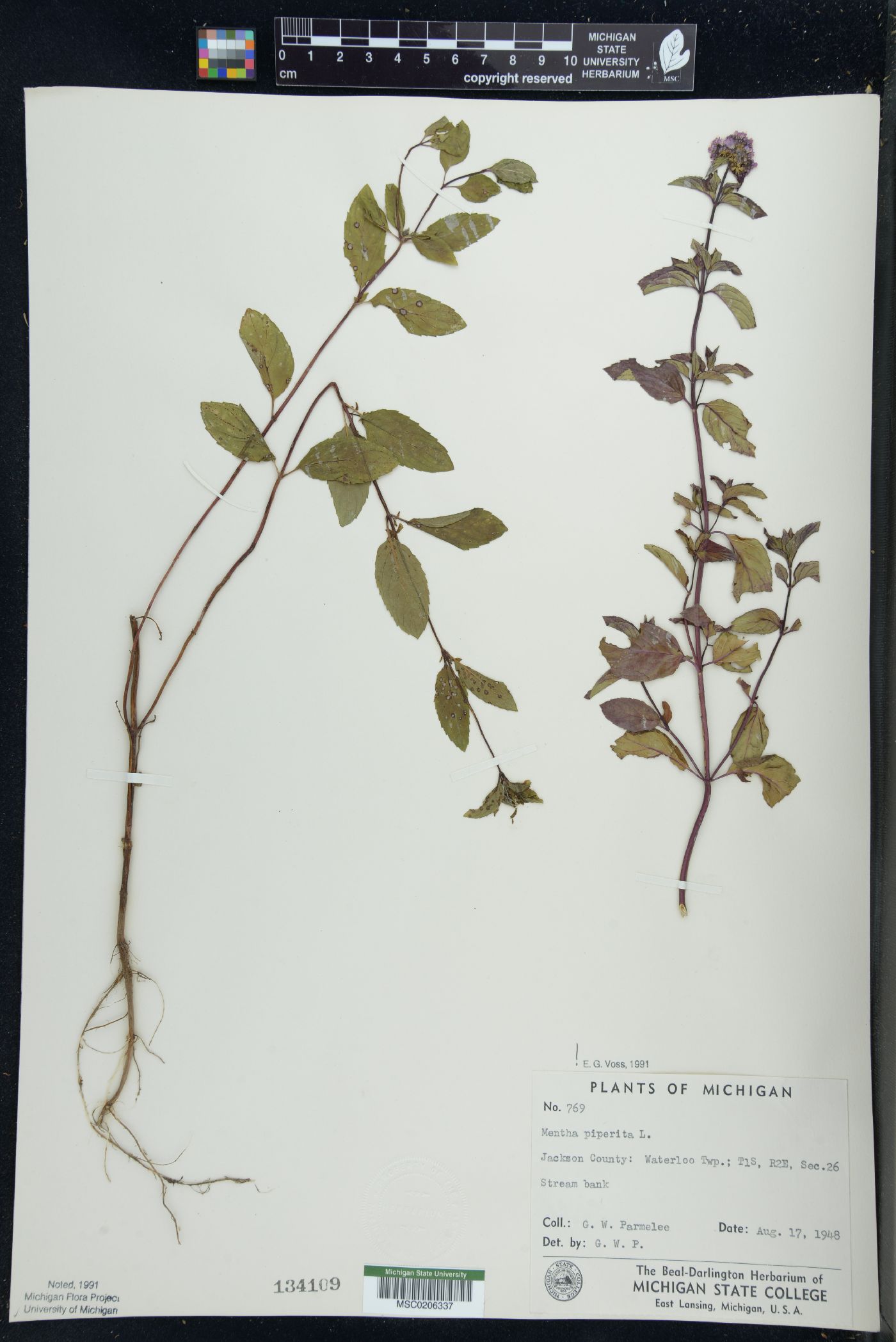 Mentha × piperita image