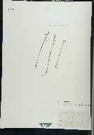 Clinopodium arkansanum image