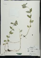 Clinopodium vulgare image