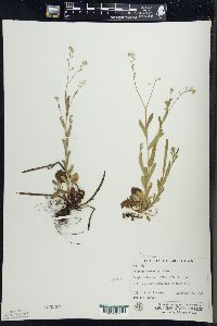 Myosotis sylvatica image