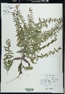 Scutellaria galericulata image