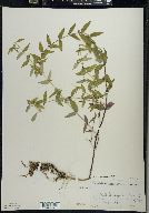 Scutellaria galericulata image