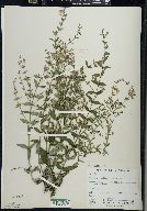 Scutellaria galericulata image