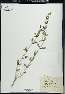 Scutellaria galericulata image