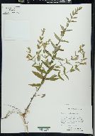 Scutellaria galericulata image