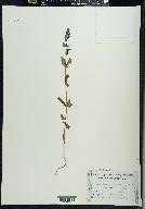 Scutellaria galericulata image