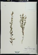 Scutellaria galericulata image