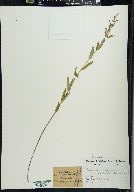 Scutellaria galericulata image