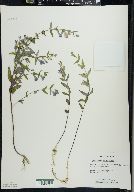 Scutellaria galericulata image