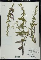 Scutellaria galericulata image