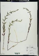 Scutellaria galericulata image