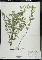 Scutellaria galericulata image