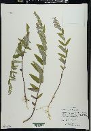 Scutellaria galericulata image