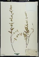 Scutellaria galericulata image