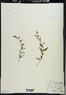 Scutellaria galericulata image