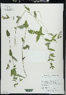 Scutellaria galericulata image