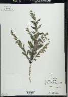 Scutellaria galericulata image