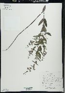 Scutellaria galericulata image