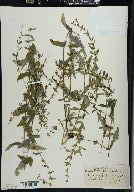 Scutellaria galericulata image