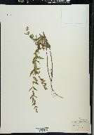 Scutellaria galericulata image