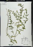 Scutellaria galericulata image