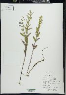 Scutellaria galericulata image