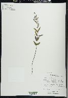 Scutellaria galericulata image