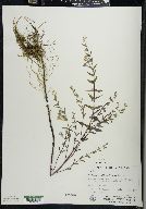 Scutellaria galericulata image