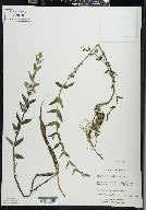 Scutellaria galericulata image