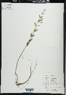 Scutellaria galericulata image