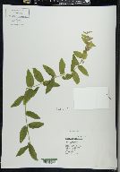 Scutellaria galericulata image