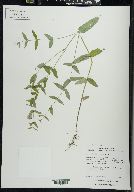 Scutellaria galericulata image