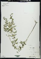 Scutellaria galericulata image