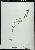 Scutellaria galericulata image