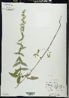 Scutellaria galericulata image