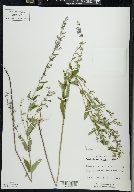 Scutellaria galericulata image