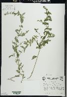 Scutellaria galericulata image