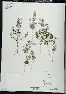 Trichostema coeruleum image