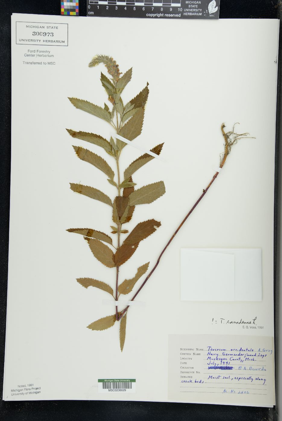 Teucrium canadense var. occidentale image