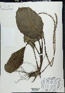 Plantago cordata image