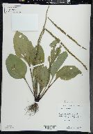 Plantago rugelii image