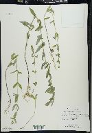 Scutellaria galericulata image