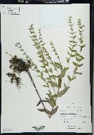 Scutellaria galericulata image