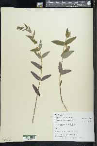 Scutellaria galericulata image