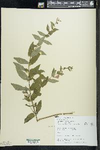 Scutellaria galericulata image