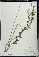 Scutellaria galericulata image