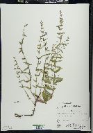 Scutellaria galericulata image